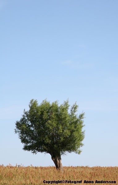 Ensamt-träd.stor.jpg