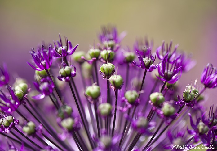 IMG_0048.Allium. halvmåne.webb.jpg