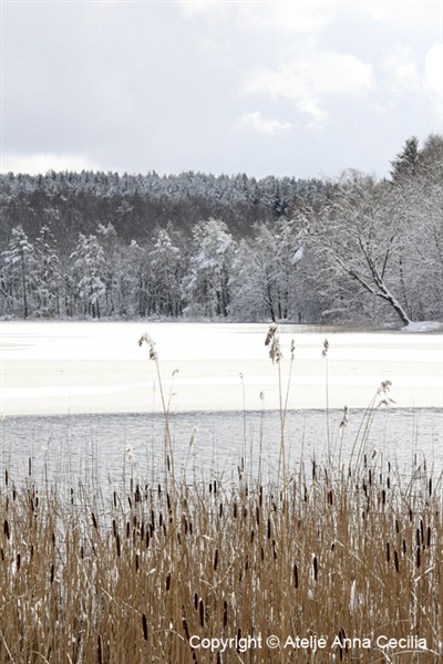 IMG_3840.härlandatjärn.webb.jpg