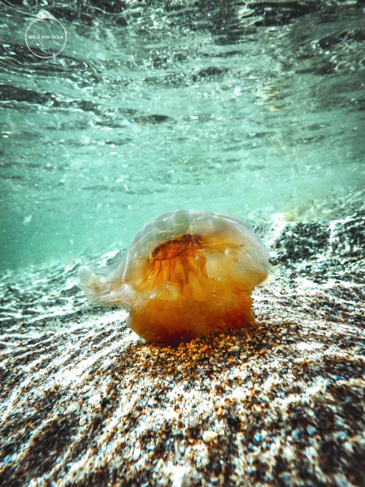 R0012277Jellyfish3-4w.jpg