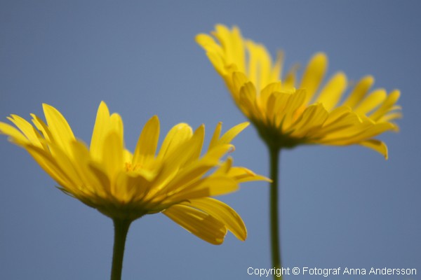 Sommarblomster.stor copy.jpg