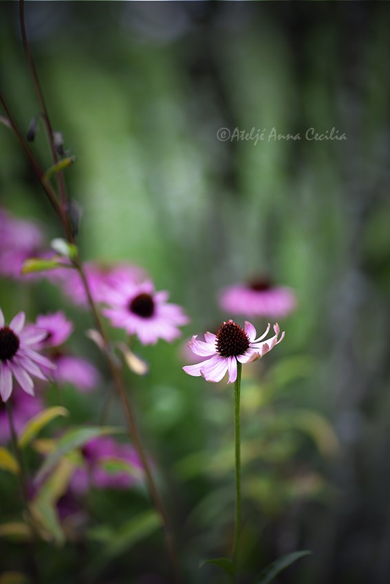 _MG_2898forestflowers_FotorSunflowerw.jpg