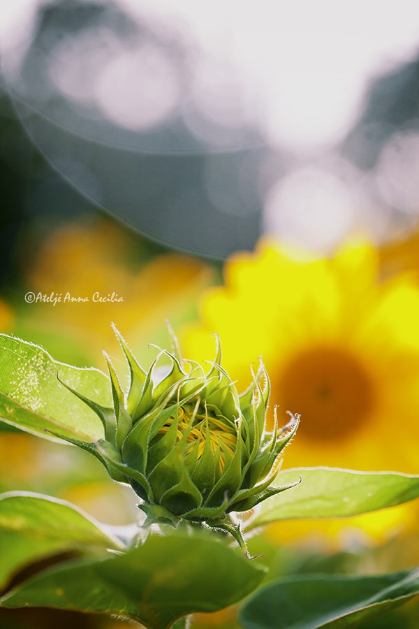 _MG_6719Sunflowers_Fotorbloomwebb.jpg